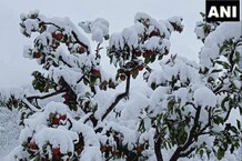 PHOTOS: हिमाचल के किन्नौर में बर्फबारी, सेब बगान से लेकर पहाड़ों पर बिछी बर्फ की सफेद चादर