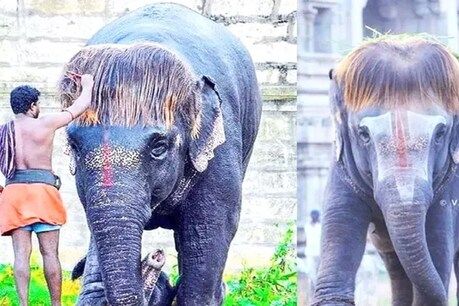 राजागोपालास्वामी मंदिर में रहने वाले 'सेनगामलम' हथिनी की पहचान उसके बॉब कट की वजह से है.