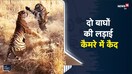 Ranthambore National Park | रोमांचित करने वाली दो बाघों की लड़ाई कैमरे में कैद|Viral Video
