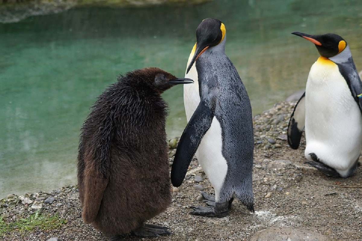 , Evolution, Extinction, Birds, Species, Flightless birds, Human impact, Human intervention,