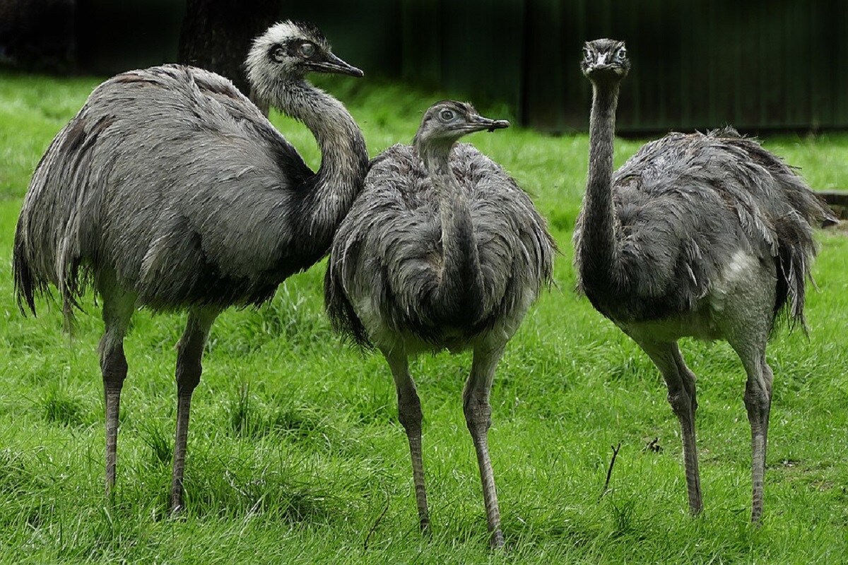 Environment, Evolution, Extinction, Birds, Species, Flightless birds,