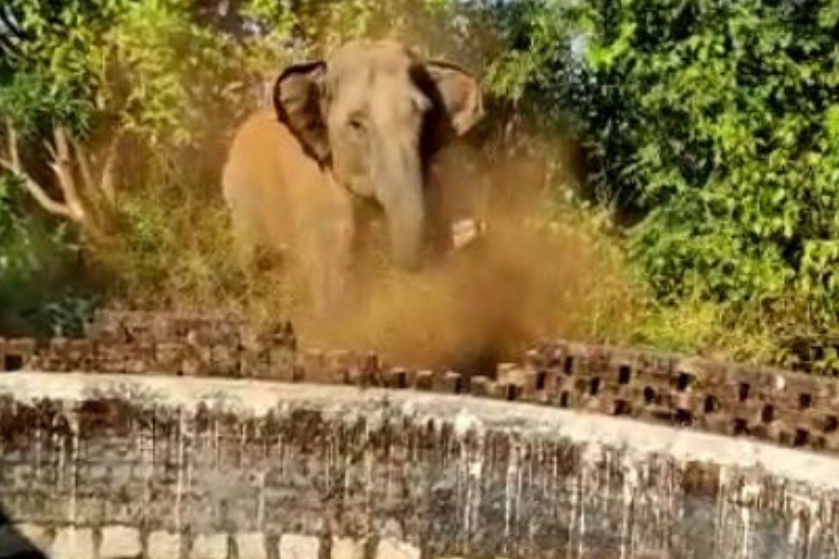 इ स न क प छ कर रह थ ह थ अच नक द ख क छ ऐस क भ ग खड ह आ द ख Video Watch Viral Video Of An Elephant Who Ran Away After See The Big Well