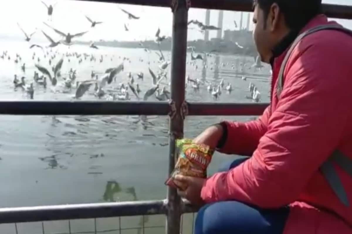 Rajasthan: क्या आपने कभी पक्षियों को स्नैक्स खाते हुए देखा है ? देखना है तो कोटा चले आइये Rajasthan- Kota- have you ever seen birds eating snacks- If you want to see then come to Kota