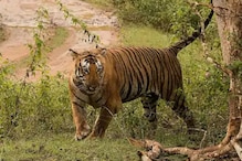 वाल्मीकि टाइगर रिजर्व में वनकर्मियों को मिला नर बाघ का शव, मचा हड़कंप