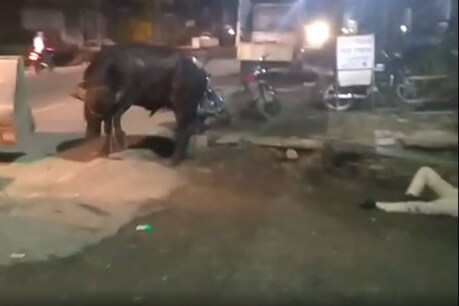 सागर में भैंसे ने जमकर तांडव मचाया.