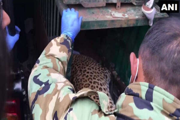 हिमाचल प्रदेश: गांव में घुस गया था लेपर्ड, तस्‍वीरों में देखें फिर क्‍या हुआ?