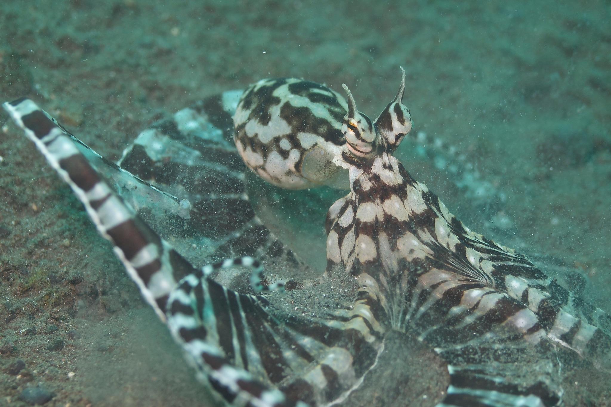 Climate change, Global warming, Octopus, Oceans, Ocean Acidification, Temperature, Adaptation, Metabolism