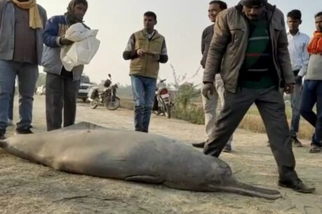 राष्ट्रीय जलीय जीव की इस हत्या के बाद पुलिस और वन अधिकारी कुछ भी बोलने से बच रहे हैं.