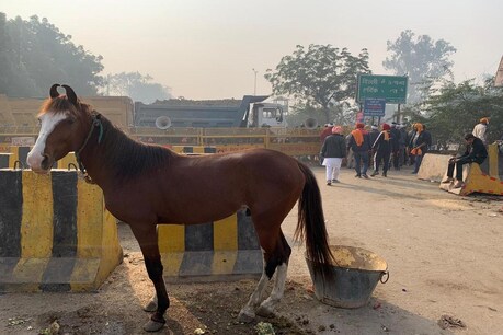 पंजाब से किसानों ने इसी तरह के घोड़े मंगाए हैं. जिसका इस्तेमाल दिल्ली में एंट्री के लिए किया जाएगा.