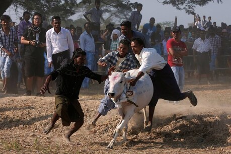 Hindu devotees attempt to control a bull during the annual bull taming
