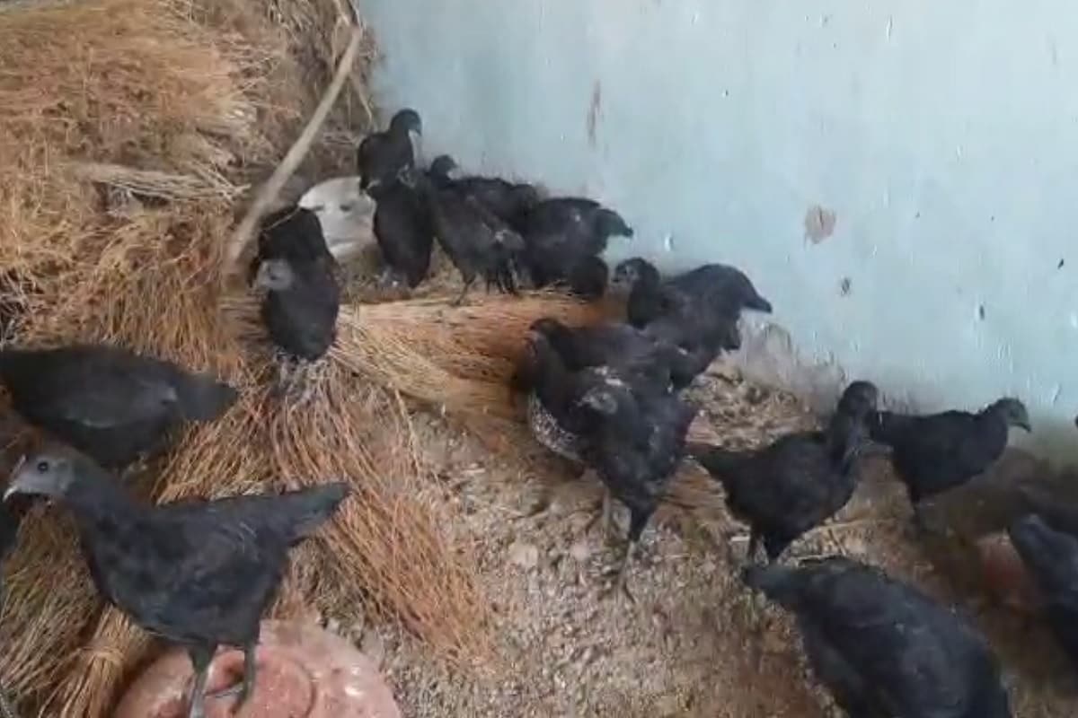 kadaknath, kadaknath murga, mahendra singh dhoni, dhoni, ms dhoni, jhabua, ranchi, jharkhand, kadaknath chicken, benifits of kadaknath chicken, महेंद्र सिंह धोनी, एमएस धोनी, कड़कनाथ, मध्यप्रदेश, झाबुआ, थांदला, ब्रांड एंबेसेडर, छत्तीसगढ़, बिहार, किसान, झारखंड में कड़कनाथ की फार्मिंग, बिहार में कड़कनाथ की फार्मिंग, कड़कनाथ की मांग इन राज्यों में बढ़ी