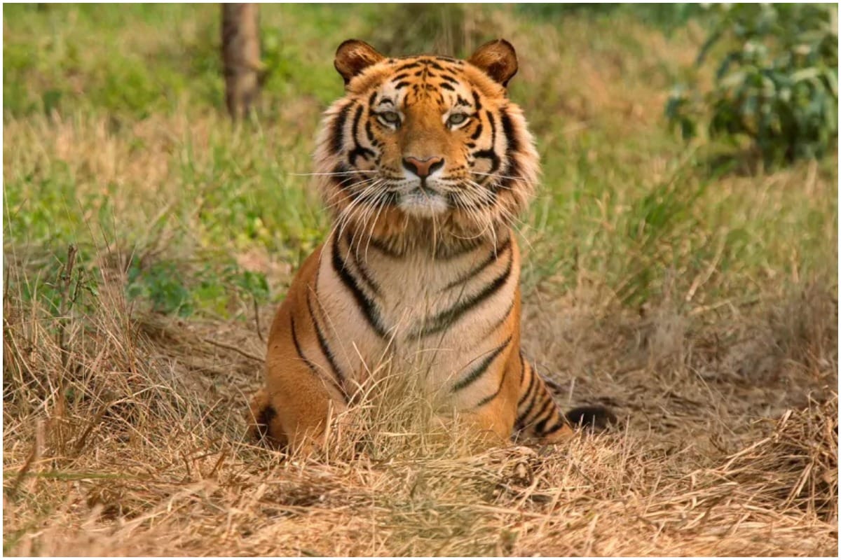Gorakhpur News: सीएम सिटी का चिड़ियाघर बनकर तैयार, गूंजेगी बब्बर शेर की दहाड़