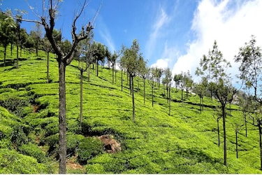  न्यू ईयर सेलिब्रेट के लिए ऊटी बेस्ट लोकेशन है. ऊटी में आपको भारी संख्या में चीर के पेड़ों पर बर्फ देखने को मिलेगी. हरे-भरे सुंदर प्राकृतिक नजारों से घिरे ऊटी के सुंदर कॉटेज, बोटेनिकल गार्डन और फूलों के बाग आकर्षण के प्रमुख केंद्र हैं. ऊटी में सैकड़ों होटल हैं. आप अपनी जेब के हिसाब से पसंद कर सकते हैं. आप अपने दोस्तों के साथ यहां पर जमकर न्यू ईयर की पार्टी मना सकते हैं. यहां के खूबसूरत नजारे आपकी पार्टी का मजा दोगुना कर देंगे.