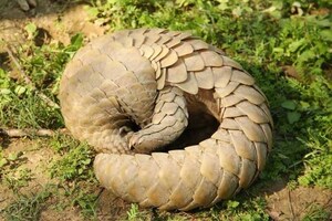 PHOTOS: दुर्लभ इंडियन पैंगोलिन का आगरा में सफलतापूर्वक रेस्क्यू, लुप्तप्राय जीव में है शामिल