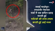 रणथंभौर नेशनल पार्क में एक बाघिन दहाड़ मारती हुई पर्यटकों की तरफ दौड़ते हुए हमलावर स्थिती में आई नजर