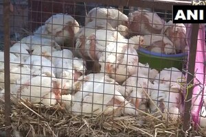 बर्ड फ्लू के डर से रांची में पोल्ट्री व्यवसायों को नुकसान, 50 फीसदी कम हुई चिकेन की बिक्री