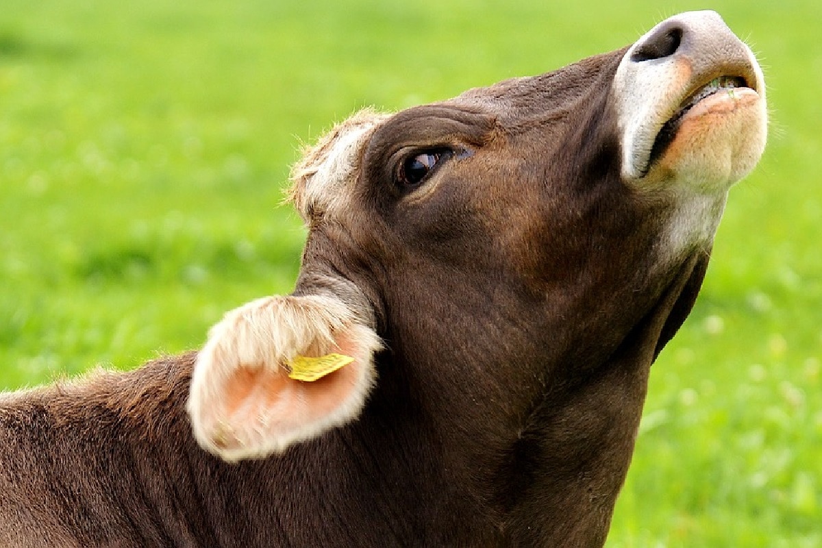 , Environment, Climate Change, Global warming, Mask for Cows, Mask , Cows, Cattle, Methane Emission, UK, UK Start up,