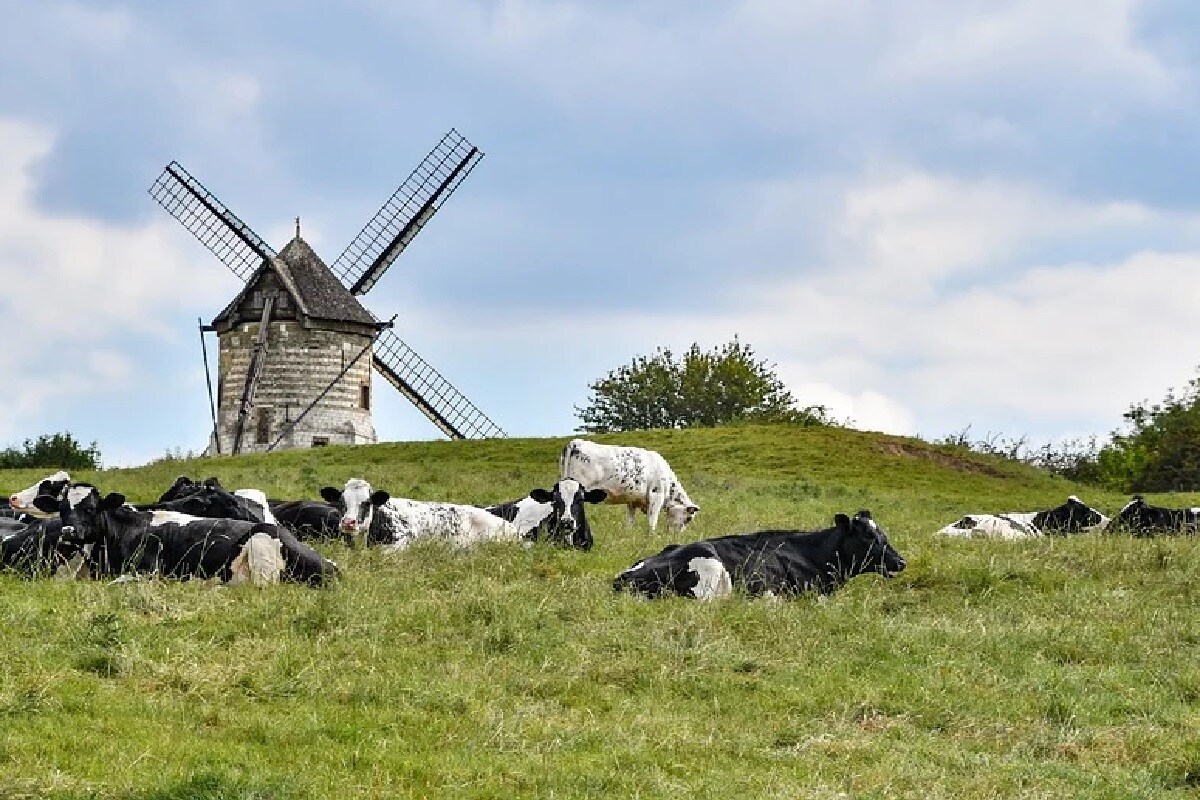 Mask for Cows, Mask , Cows, Cattle, Methane Emission, UK, UK Start up,