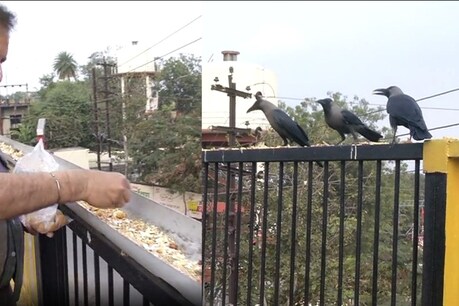 इंदौर में कई जगह कौवों के लिए खासा इंतजाम किया जाता है.