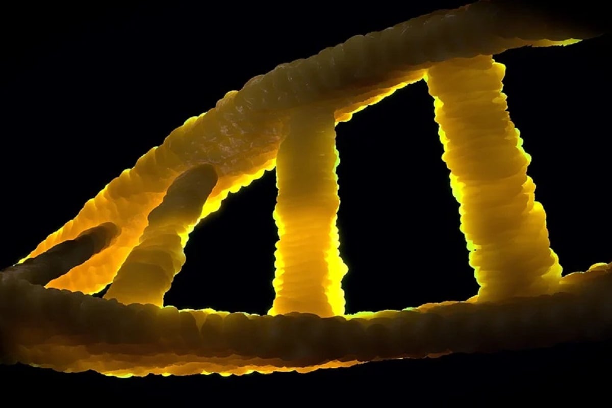 Twins, Identical Twins, Genes, Genetic variation, embryo, nature,