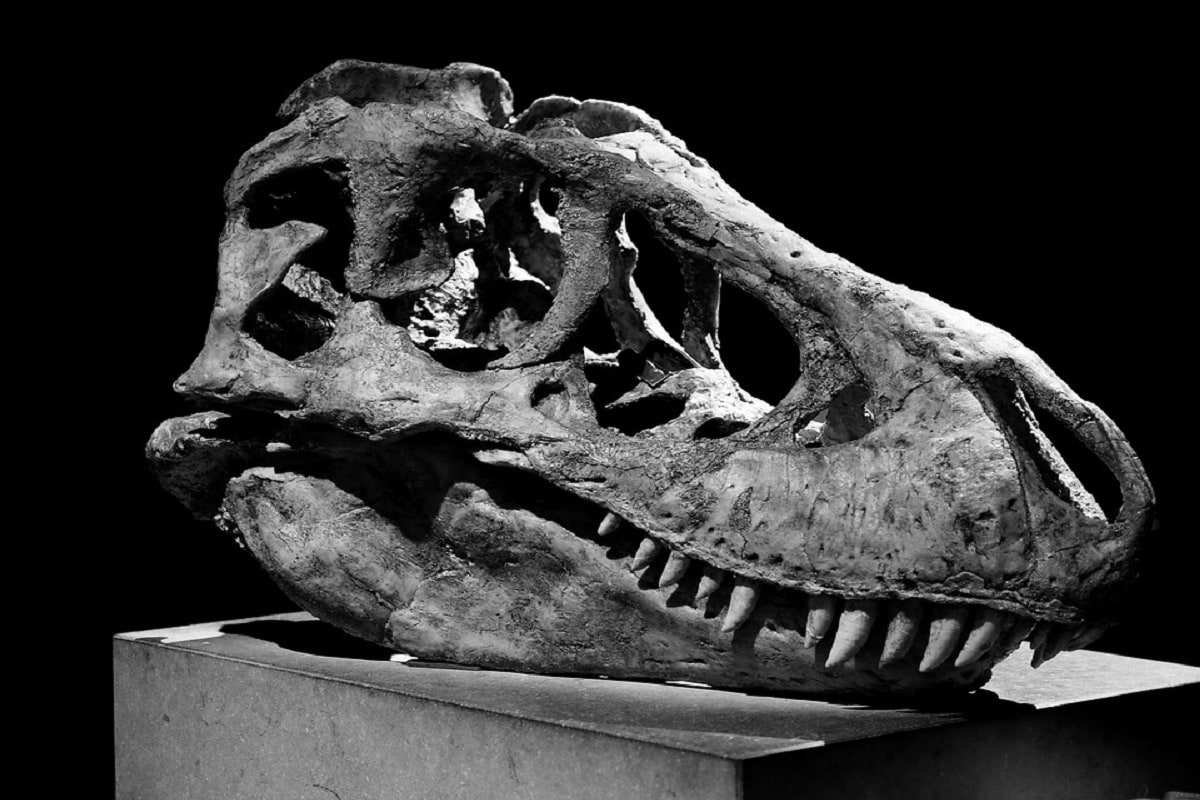 , Environment, Dinosaur, Tyrannosaur, Tyrannosaur Hatchlings, embryonic fossil, Medium Sized Dog