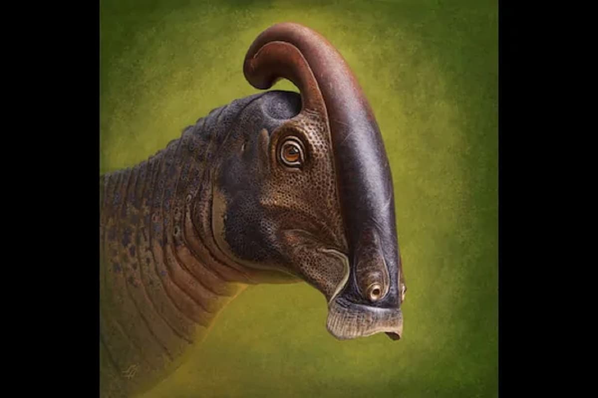 , Environment, Dinosaurs, duckbilled dinosaurs, Fossils, palaeontologists, Species, Tube-crested, Parasaurolophus