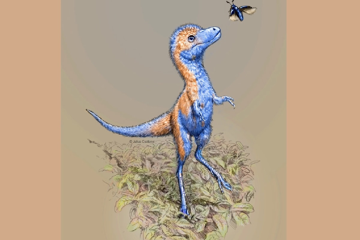 , Environment, Dinosaur, Tyrannosaur, Tyrannosaur Hatchlings, embryonic fossil, Medium Sized Dog