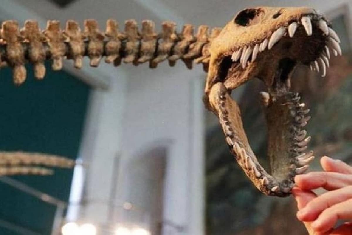 , Dinosaurs, duckbilled dinosaurs, Fossils, palaeontologists, Species, Tube-crested, Parasaurolophus