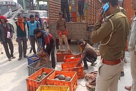 पुलिस के मुताबिक इन कछुओं को लखनऊ से तस्करी कर कोलकाता ले जाया जा रहा था, जहां से इन्हें आगे भूटान भेज दिया जाना था
