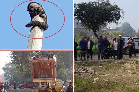 इटावा में दुर्लभ प्रजाति का एक कबर बिज्जू कुत्तों के डर से करीब तीस फुट ऊंचे बिजली के खंभे पर चढ़ गया.