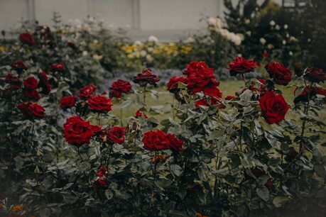 ताकि सर्दियों में भी खिलते रहें गुलाब. Image Credit: Irina-Iriser/Pexels