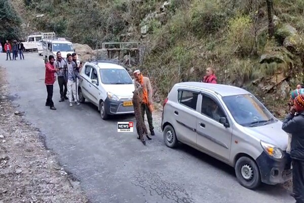 PHOTOS: कुल्लू में सड़क पर Leopard आने से लगा जाम, तेंदुए संग मस्ती करते दिखे लोग