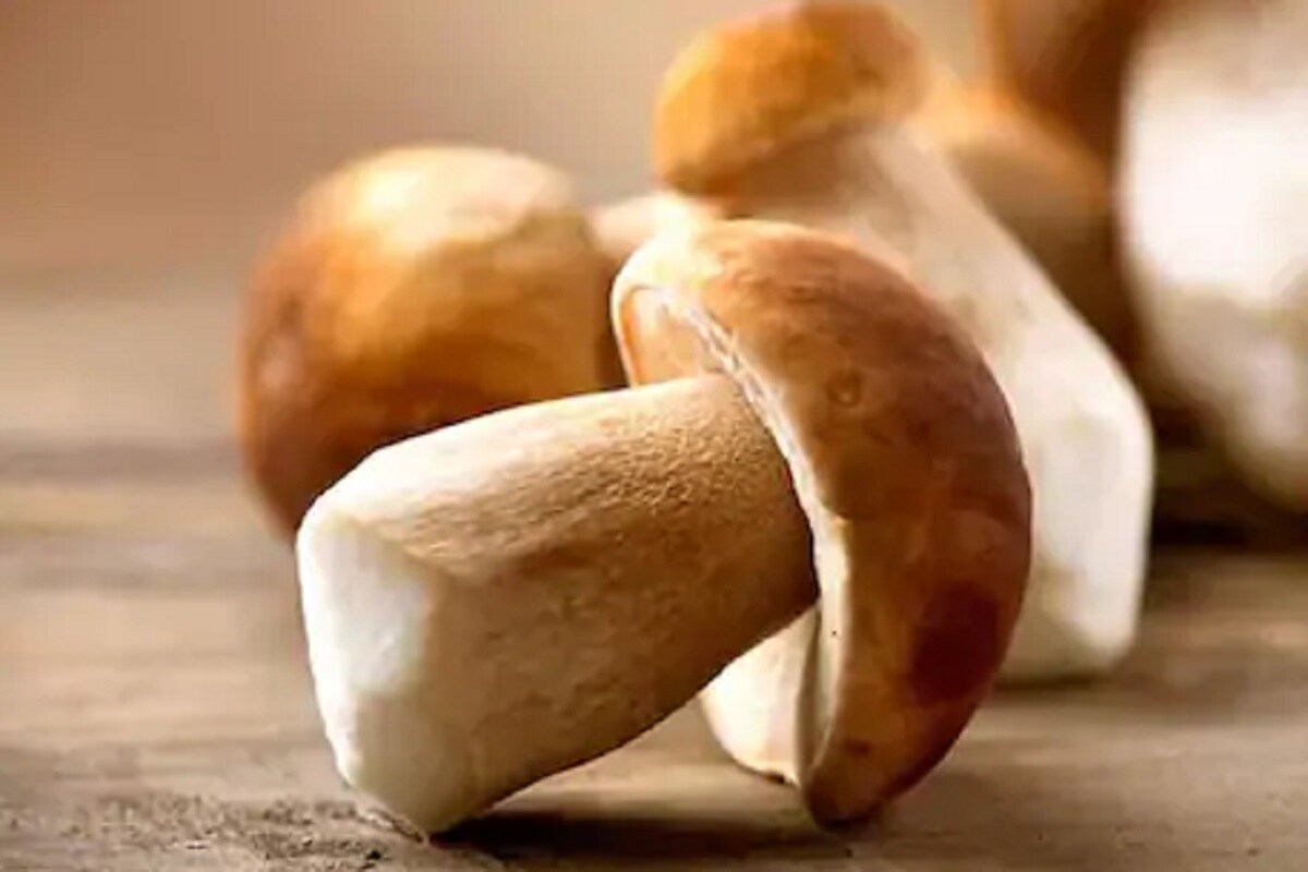 Mushroom ki kheti, mushroom farming, yogi government, yogi adityanath, mushroom farming training, mushroom farming training near me, mushroom benefits, atmanirbhar Uttar pradesh, mushroom recipes, women, women farmers, atmanirbhar bharat, agricultural scientists, farming, mushroom grower, ashwini dwivedi, मशरूम, मशरूम की खेती, मशरूम की फसल, मशरूम की खेती कैसे करें, मशरूम की खेती के फायदे, कृषि विभाग, खेतीबाड़ी, योगी सरकार, योगी आदित्यनाथ, अश्विनी द्विवेदी, लखनऊ, प्रयागराज