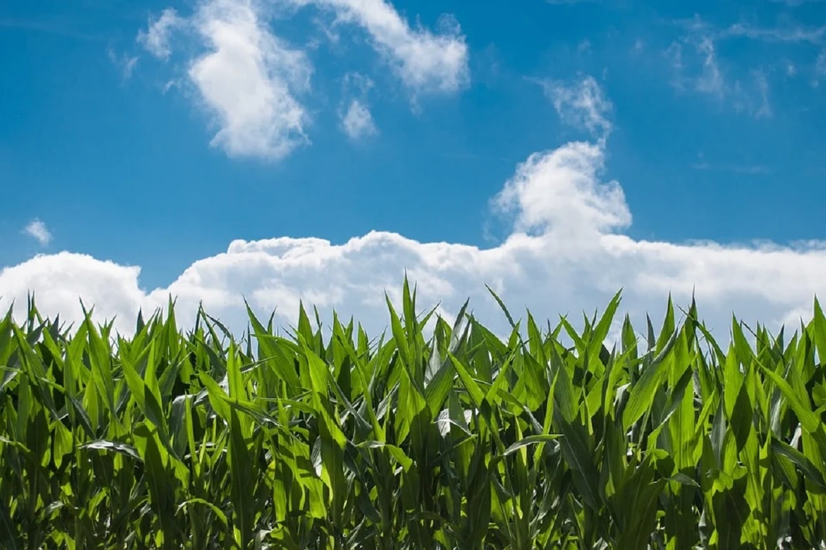 Agriculture, Plant, Non host Resistance, Covid-19, Immunity, Crop Immunity, Crop, Pathogens, Pathogen Resistance,
