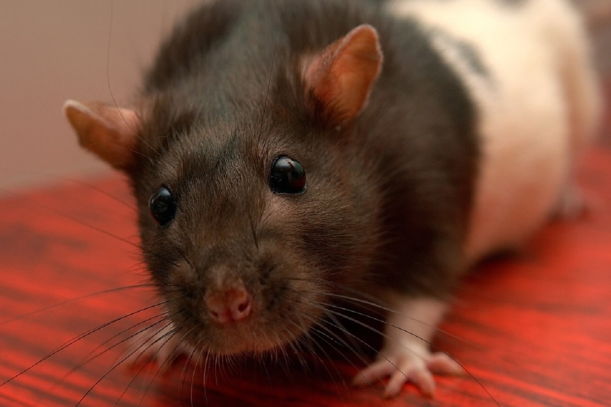 Human Brain, German scientists, paralysis, mice Neural link, Neural simulation, Spine,