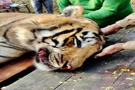 हरिद्वार फॉरेस्ट डिविजन के श्यामपुर रेंज में बाघिन का मिला शव