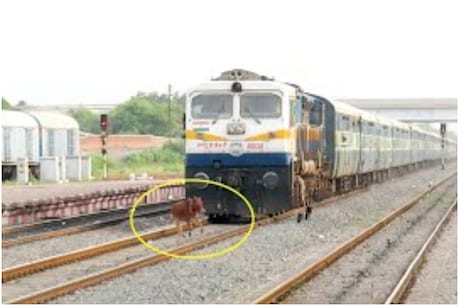 मवेशियों के ट्रेन से कटने पर रेलवे को करोड़ों रुपये का नुकसान होता है. (साभार: यू-ट्यूब)
