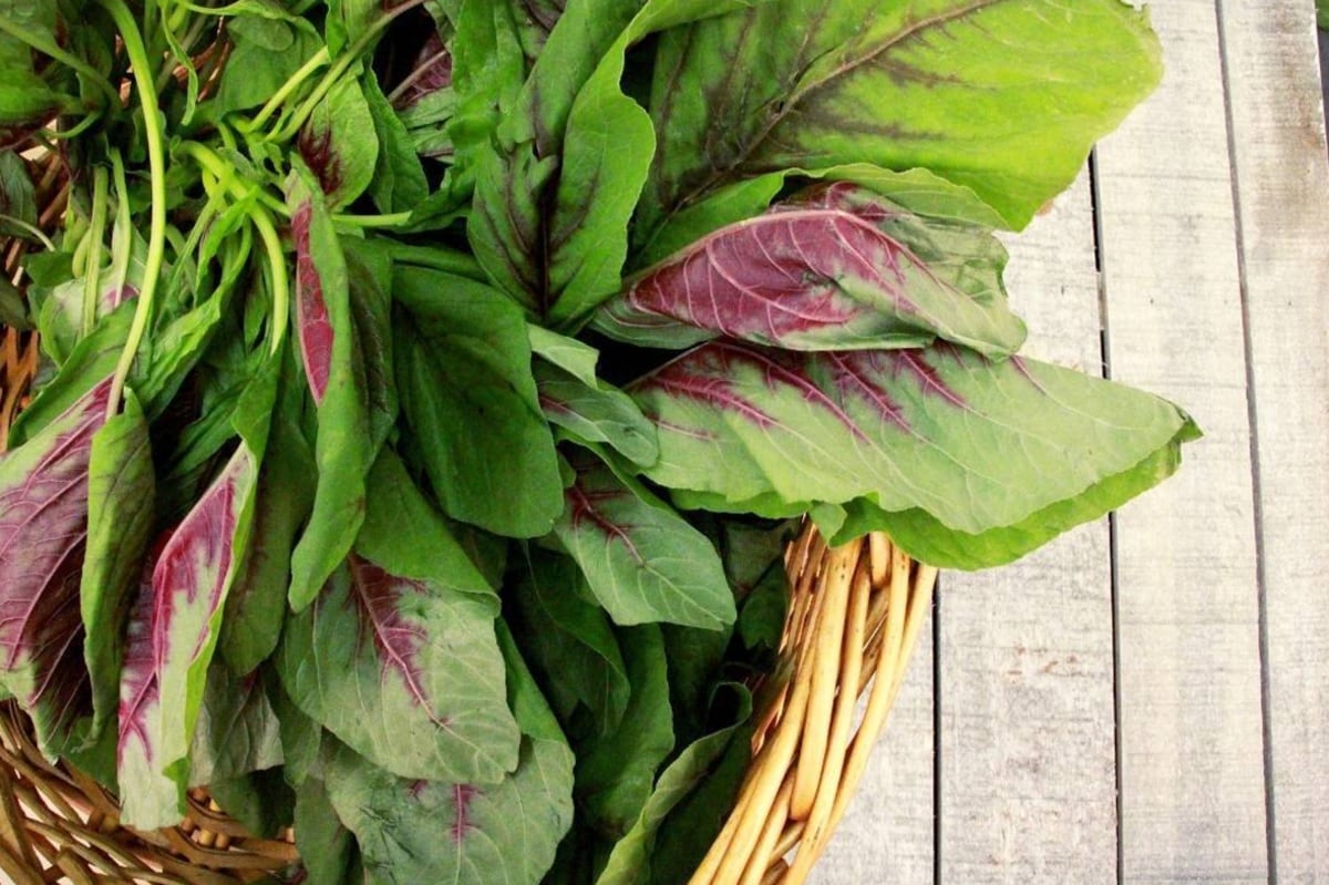 eat amaranth leaves keep immunity strong and keep diseases away pur