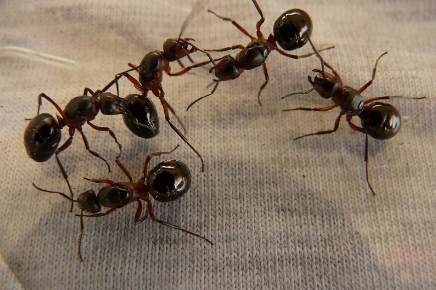 ant