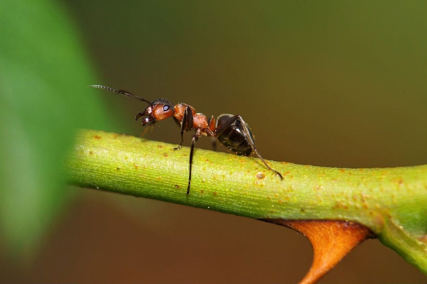 ant social distancing