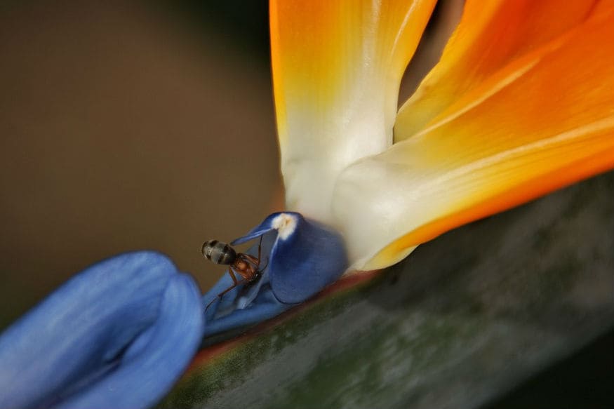 ant