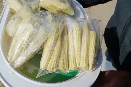 बेबी कॉर्न की खेती कर किसान कर रहा अच्छी कमाई