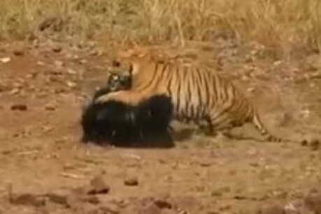 इन दिनों सोशल मीडिया पर एक वीडियो खूब वायरल (Viral) हो रहा है जिसमें देखा जा सकता है कि एक भालू (Bear) के बच्चे पर जब शेर अटैक करता है तो कैसे उसकी मां उसे बचाती है.