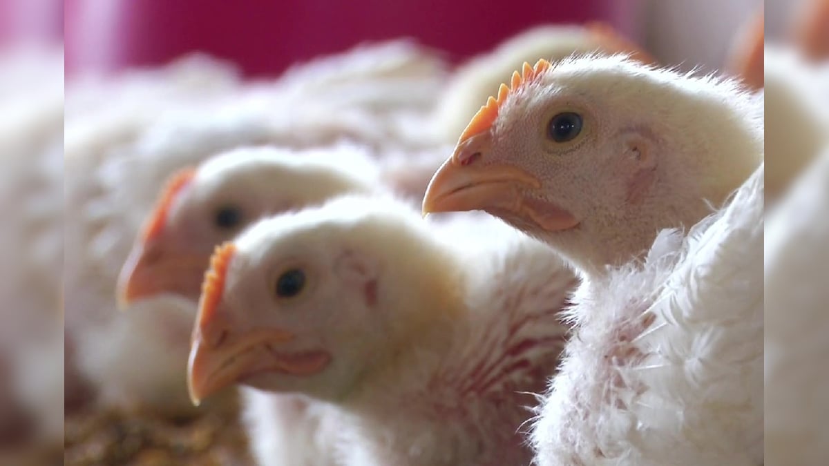 Bird Flu 12 राज्यों में फैला बर्ड फ्लू, पोल्ट्री फार्मों में Avian