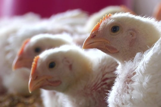 bird flu