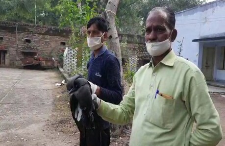 बर्ड फ्लू से कौवों की मौत के बाद 26 जनवरी तक लाल किले को दर्शकों के लिए बंद कर दिया गया है (सांकेतिक तस्वीर)