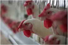 Bird Flu: इंडिगो और विस्‍तारा ने कुछ रूट पर चिकन और अंडे पर लगाई रोक