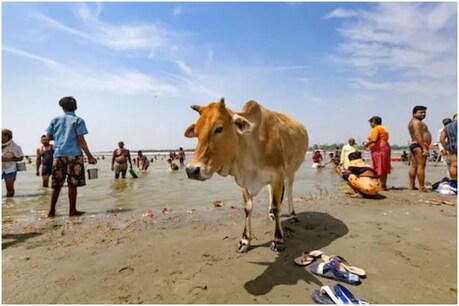 बिना किसी शुल्क के कामधेनु गौ विज्ञान प्रचार प्रसार परीक्षा में प्राथमिक, माध्यमिक और कॉलेज स्तर के छात्र और आम लोग हिस्सा ले पाएंगे