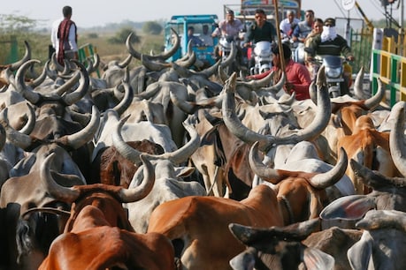 लंबी-चौड़ी सीमा पशु और खासकर गौ-तस्करों को काफी मदद दे रही है- सांकेतिक फोटो (pixabay)