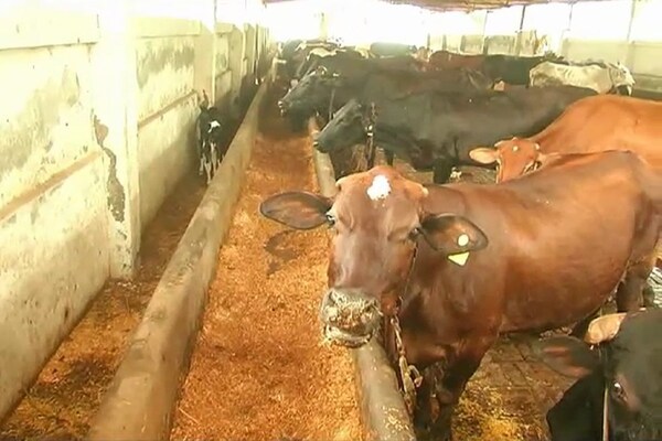 गोधन योजना: गोबर बेचकर कमाए 1 लाख से ज्यादा रुपए, खरीदी मोटरसाइकिल, युवक बोला- Thank You CM